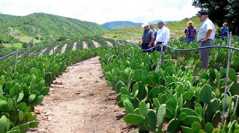 Destaca la FAO resistencia del nopal a climas áridos