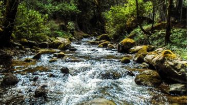 Ecología: manifestación, difusión y acción