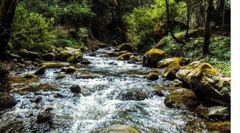 Ecología: manifestación, difusión y acción