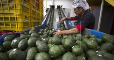 Aguacate mexicano de exportación