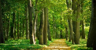 Los seguidores de la "ecología profunda" consideran al ser humano enemigo de la naturaleza.